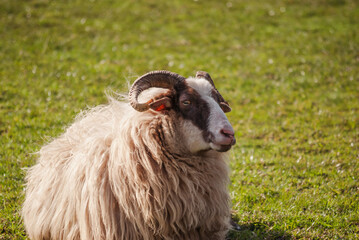 Obraz premium Sheep laying in the sun with grass background looking into the camera
