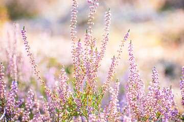 Pink heath lavender flower with blurred background in summer sun