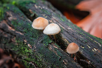 Mushroom growing from tree trunk in the forest during autumn