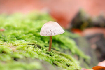 close-up mushroom growing on tree trunk in moss in the forest during autumn with blurred background