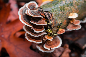 Mushroom growing on tree branch in the forest during autumn