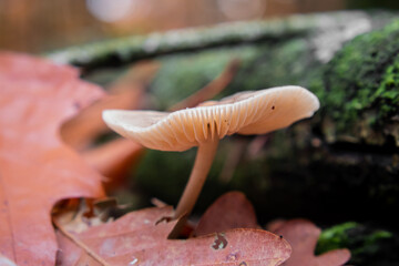 Mushroom in the forest during fall with tree in background