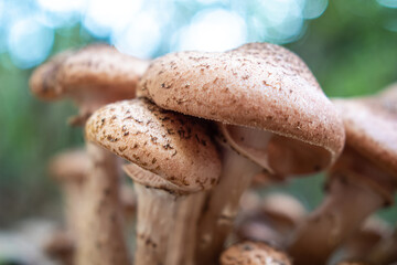 Group of mushroom in the forest in autumn with blurred background