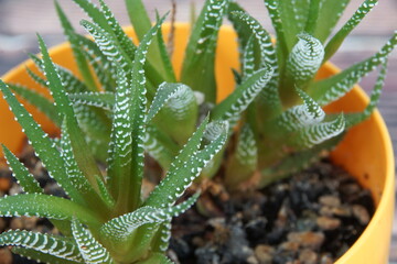 close up of a cactus