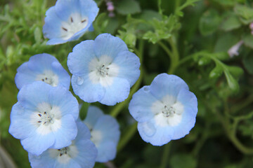 Fototapeta premium ネモフィラ