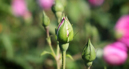 Rose Buds