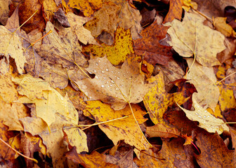 Fallen Leaves