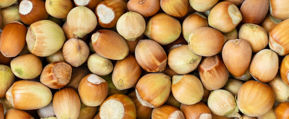 Hazelnuts background. A pile of unpeeled filbert. Fresh healthy nuts pattern. Top view, banner. Superfood