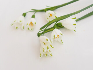 Fototapeta premium スノーフレーク