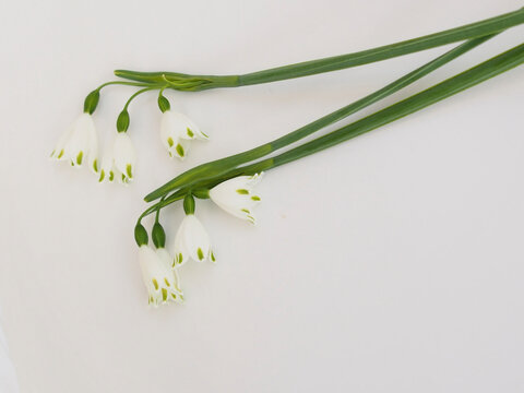 スノーフレーク Images Browse 3 454 Stock Photos Vectors And Video Adobe Stock スノーフレーク Images Browse 3 454 Stock Photos Vectors And Video Adobe Stock