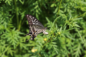 アゲハ蝶の産卵