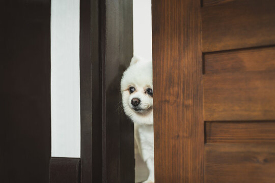 White Pomeranian dog playing hide and seek.