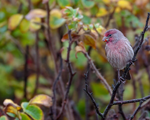 A house finch with sticky berry juices on his bill at Canon Beach, Oregon. 