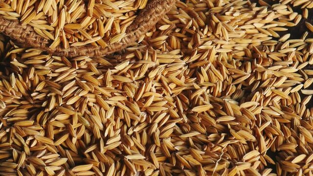 Paddy field in close-up
