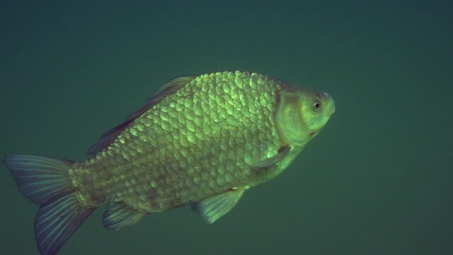 Adventurous footage of silver Prussian carp (Carassius gibelio) swimming fast in natural habitat. Huge water volume in green tones color with fish in the middle.