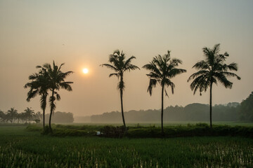 Obraz premium trees at sunset