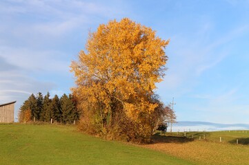 Baum mit  Herbstlaub, Allgäu, Bayern