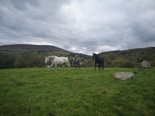 Obraz premium horses on a meadow