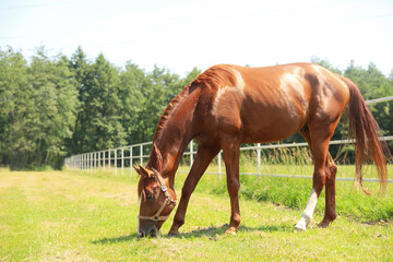 Naklejka na ściany i meble Chestnut horse in paddock on sunny day. Beautiful pet