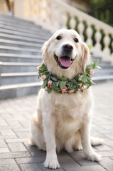 Adorable golden Retriever wearing wreath made of beautiful flowers outdoors