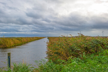 Panorama of a canal with reed waving in the storm under dark, grey and white rain clouds in bright sunlight in autumn , Almere, Flevoland, The Netherlands, November 2, 2020