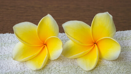 frangipani flower on a wooden background