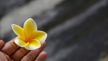 frangipani flower on black