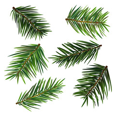 Spruce branches isolated on white. Vector illustration.