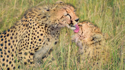 cheetah nurturing baby cheetah wilderness love 