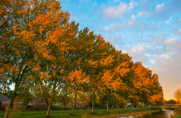 Obraz premium Trees in autumn colors in a residential area in cloudy sunlight at fall, Almere, Flevoland, The Netherlands, November 2, 2020