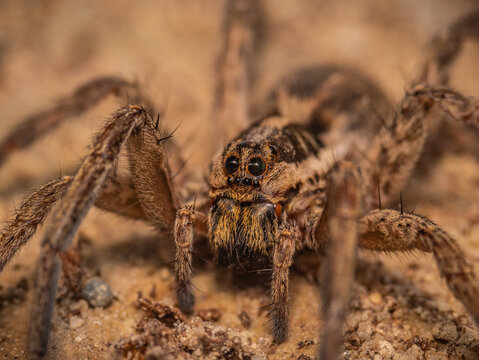 Macro photo of Hogna radiata 