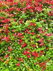 Fototapeta premium 新しい紅葉の若葉が出てきた秋のレッドロビンの生垣