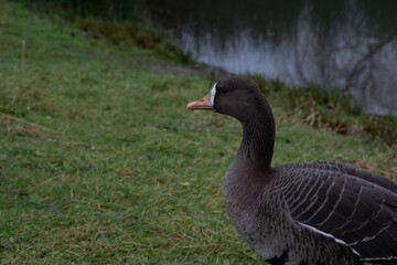An isolated close up shot of a black duck.