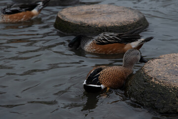Brown spotted ducks swimming between stepping stones.