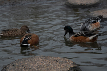 Brown spotted ducks swimming between stepping stones.