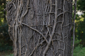 Tree bark with climbing plant around