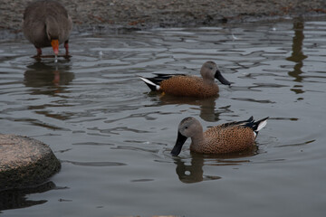 Brown spotted ducks swimming between stepping stones.