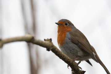 A robin perched on a small branch.