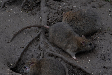 A group of dirty rats scuttle about their hole.