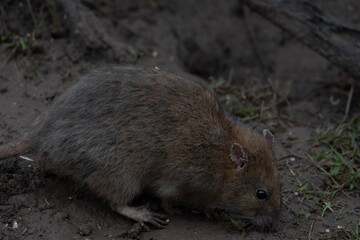 A group of dirty rats scuttle about their hole.