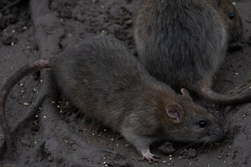 A group of dirty rats scuttle about their hole.