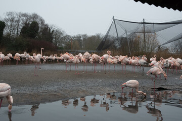A group of flamingos stood in the water.