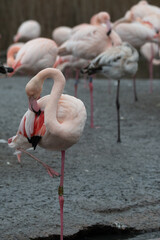 An isolated flamingo stood in water.