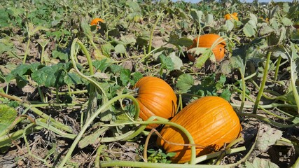 Patch of Pumpkins