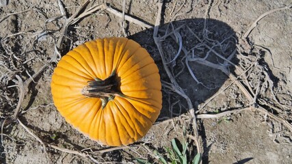 Pumpkin Shadow