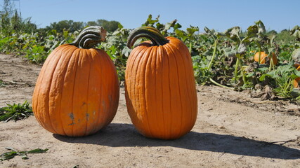 Pair of Pumpkins