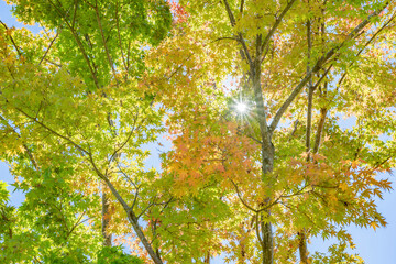太陽と始まったばかりの紅葉