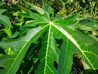 papaya leaf