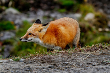 Red Fox