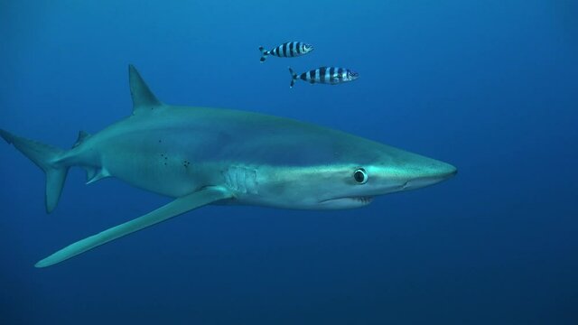 Blue shark passing in front of camera. A blue shark passing close in front of the camera in open ocean at the Azores.
